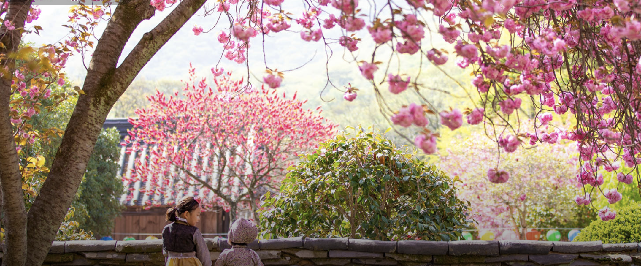 Spring Flowers in Korea